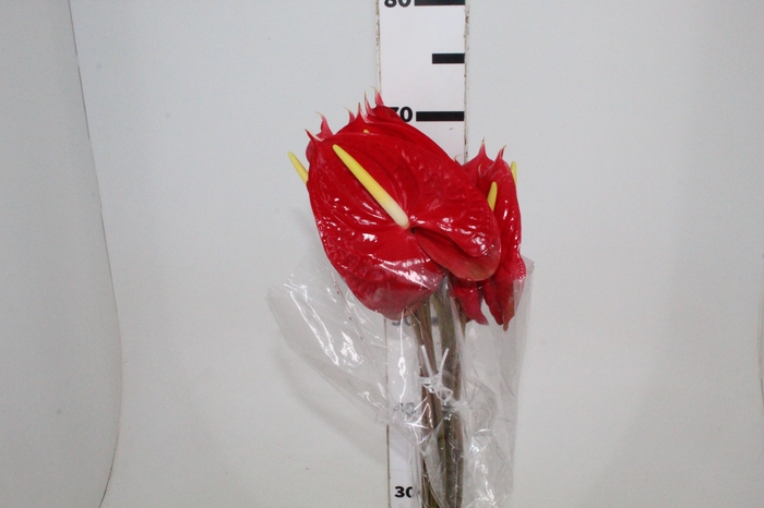 <h4>ANTHURIUM VERMELHO MAÇO</h4>