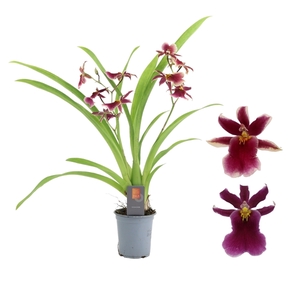 Inca Cambria Blossomfalls 2 spike 9cm