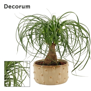 Beaucarnea recht 16 cm in Belle schaal (Deco-collection)