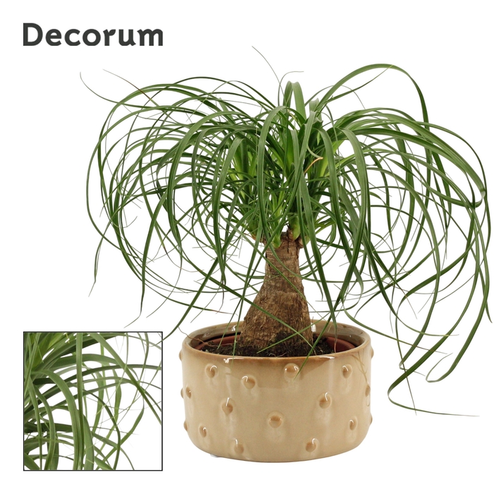 <h4>Beaucarnea recht 16 cm in Belle schaal (Deco-collection)</h4>