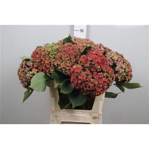 Hydr Cl M Royal Kiss