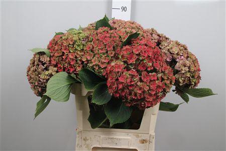 <h4>Hydr Cl M Royal Kiss</h4>