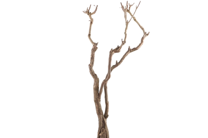 <h4>Syringa Branch Extra Langlais</h4>