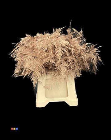 <h4>Asp 1e Copper</h4>