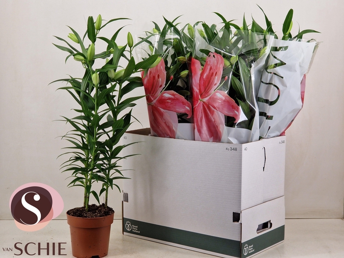 <h4>LIL OR ROSEL ESRA</h4>