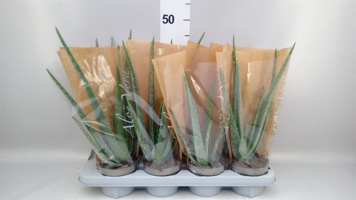 <h4>Aloe vera</h4>