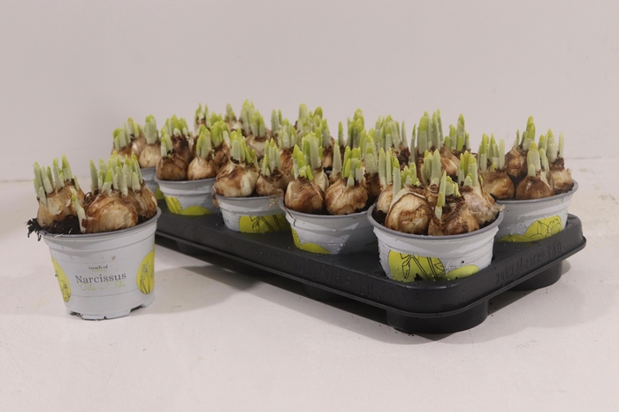 <h4>NARC O TETE A TETE</h4>