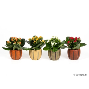 KALANCHOE BLOSSF P6 E 4707