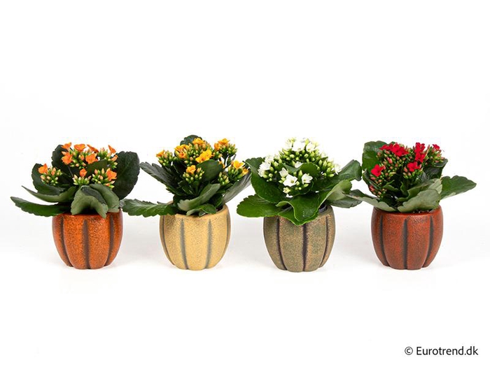 <h4>KALANCHOE BLOSSF P6 E 4707</h4>