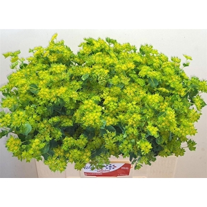 Bupleurum Rotundifol