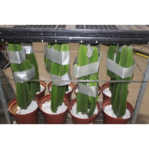 CACTUS EUPHORBIA MANDACARU P30