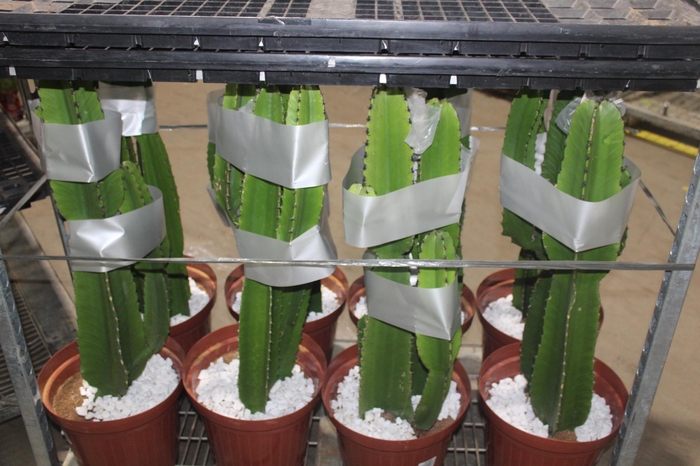 <h4>CACTUS EUPHORBIA MANDACARU P30</h4>