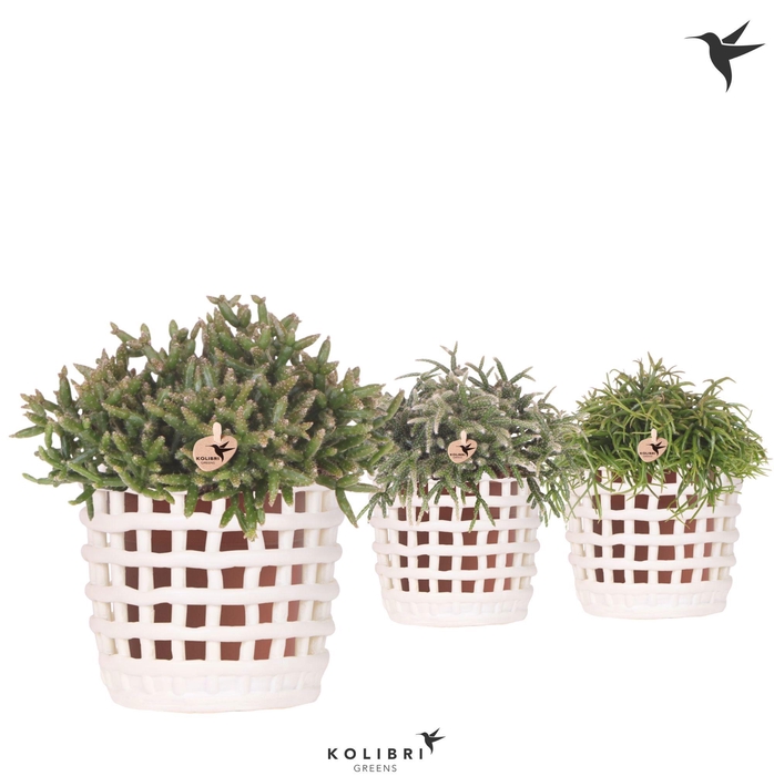 <h4>Kolibri Greens Rhipsalis mix in Mesh pot white</h4>