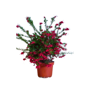 Grevillea robusta