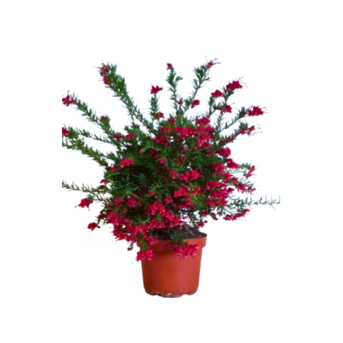 <h4>Grevillea robusta</h4>