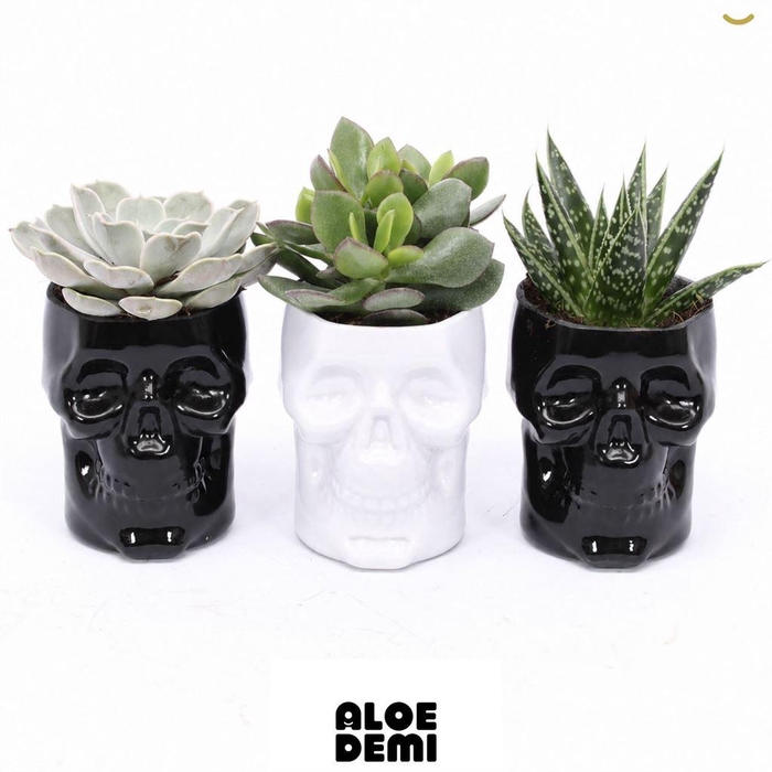 <h4>Arr.  Succulents L%</h4>