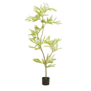 AF Cojoba in pot H150cm Green