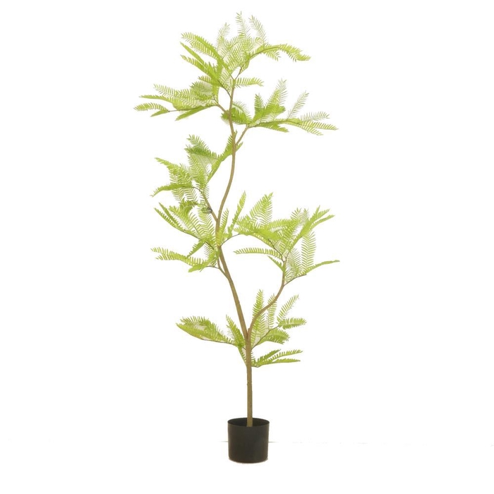 <h4>AF Cojoba in pot H150cm Green</h4>