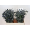 Eryngium Blue Dynamite