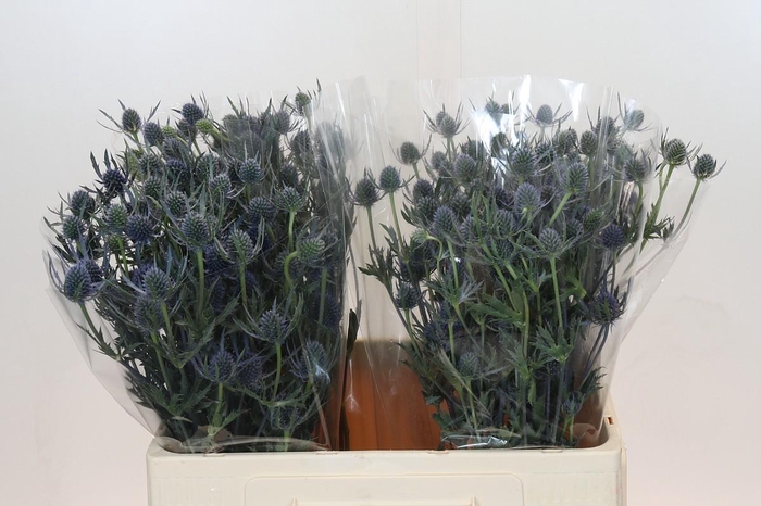 Eryngium Blue Dynamite
