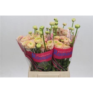 Ranunculus Romance Salerno 50cm