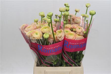 <h4>Ranunculus Romance Salerno 50cm</h4>