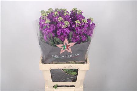 <h4>Matth Iron Purple</h4>