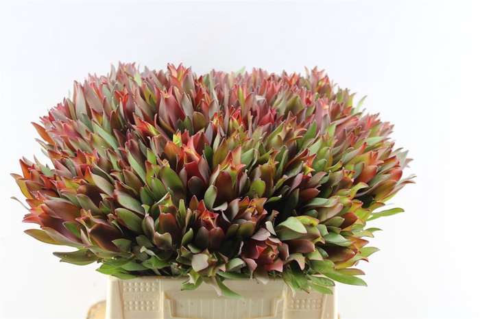 <h4>Leucad High Light</h4>