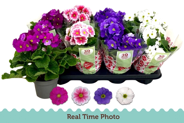 <h4>PRIM OB TM GEM</h4>