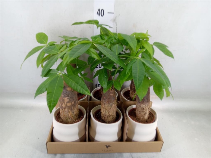 <h4>Pachira aquatica</h4>