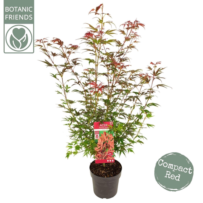 <h4>Acer palmatum</h4>