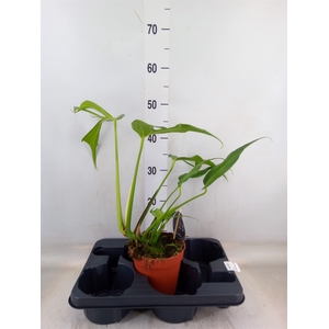 Monstera   ...