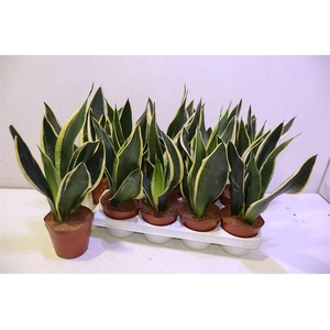 arr8 Sansev Black Gold