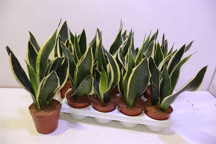 <h4>arr8 Sansev Black Gold</h4>