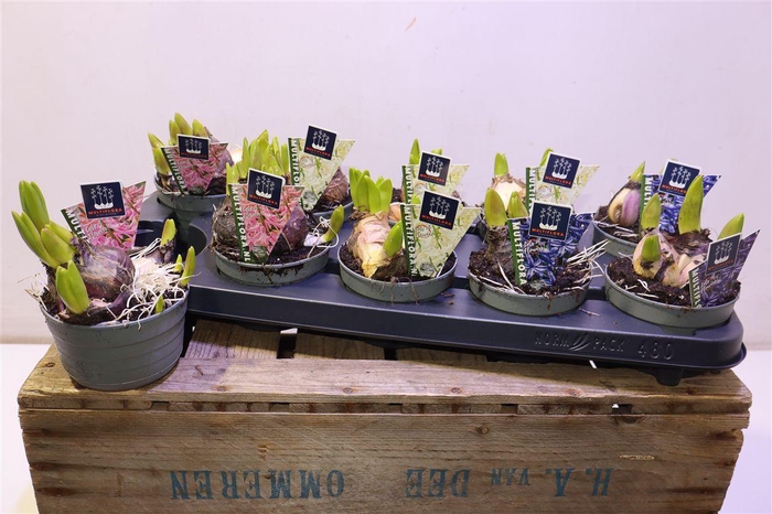 <h4>arr8 Hyacin Mult Gem 3 Kl</h4>