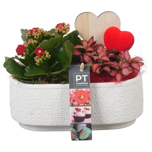 PTVMB4731 Arrangementen kamerplanten