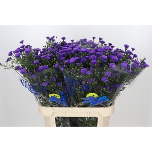 Aster Astee Dark Milka
