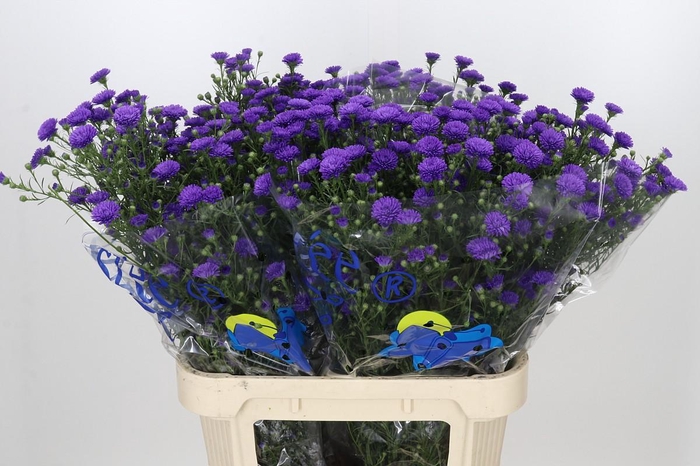 <h4>Aster Astee Dark Milka</h4>