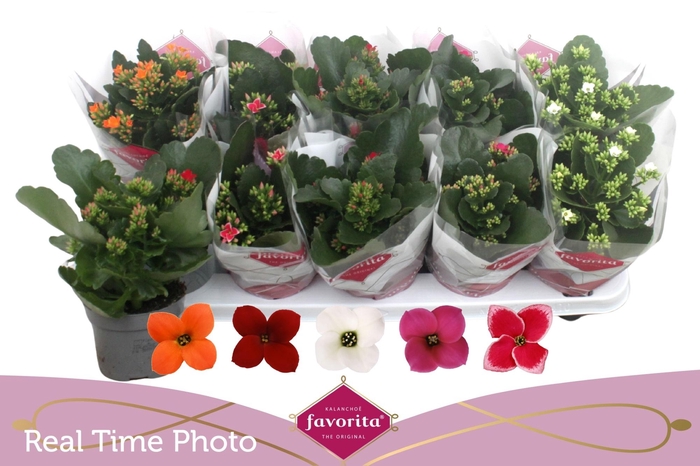 <h4>KAL EN GEM 5 KL</h4>