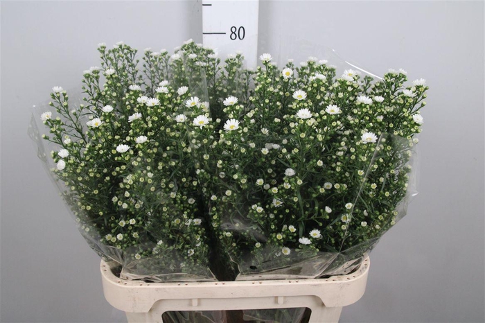 <h4>Ast Paquita</h4>