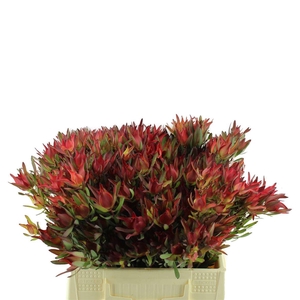 Leucadendron Blush Spray