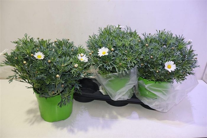 <h4>arr8 Arg Stella 2000</h4>