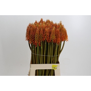 Kniphofia Eycone Orange