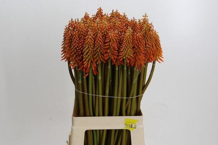 Kniphofia Eycone Orange