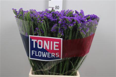 <h4>Lim S Cryst Dark Blue</h4>