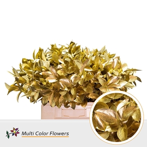 Ruscus Goud