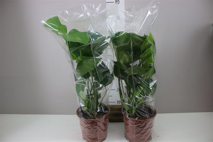 <h4>Monstera Deliciosa</h4>