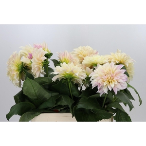 Dahlia Cafe Au Lait Creme