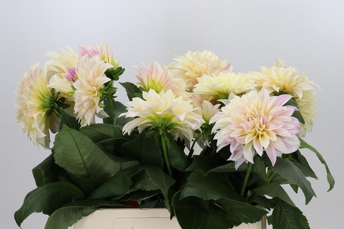 <h4>Dahlia Cafe Au Lait Creme</h4>