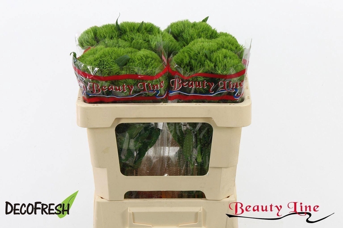 <h4>DIANTHUS BARBATHUS DI BARB OV</h4>